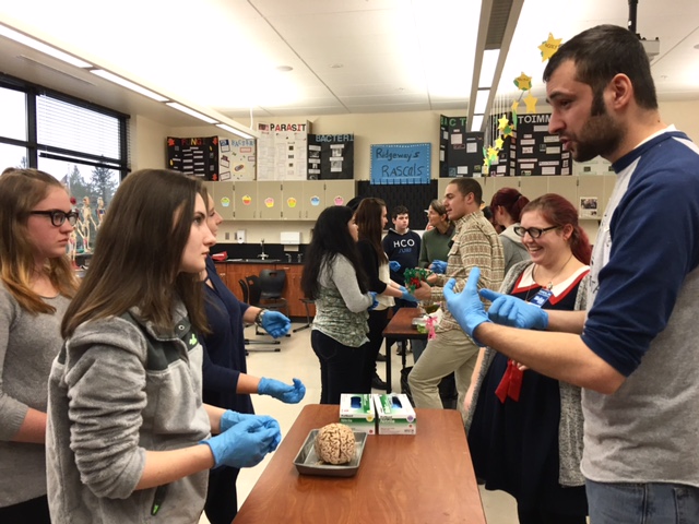 HeLa students examine brains from NW Noggin group