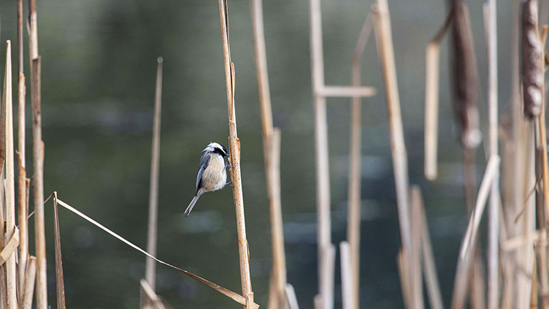 "Bird in Reeds" by Elliot Holden, 11th grade at Evergreen