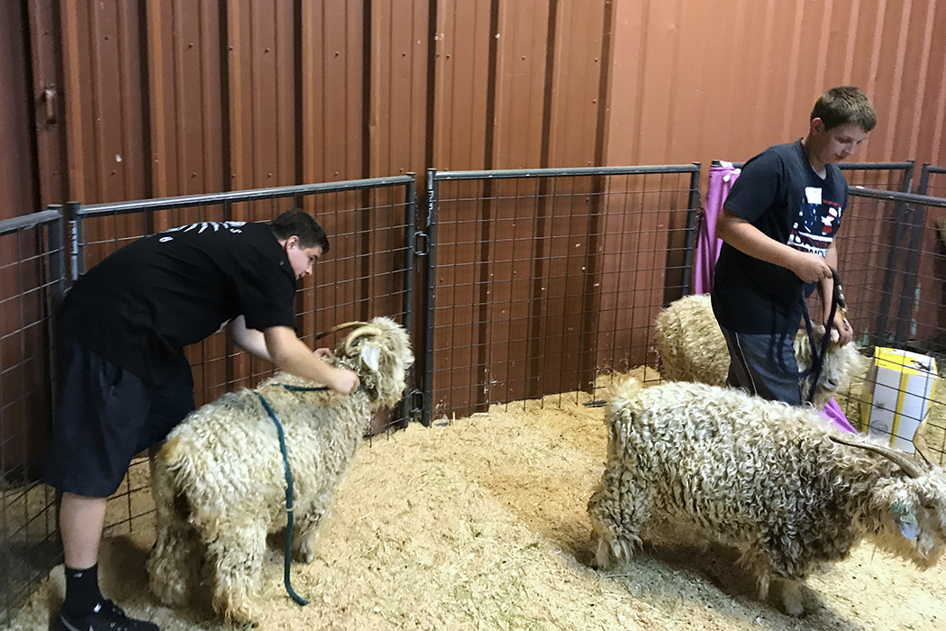 Student volunteers take goats for walks at the temporary animal shelter.