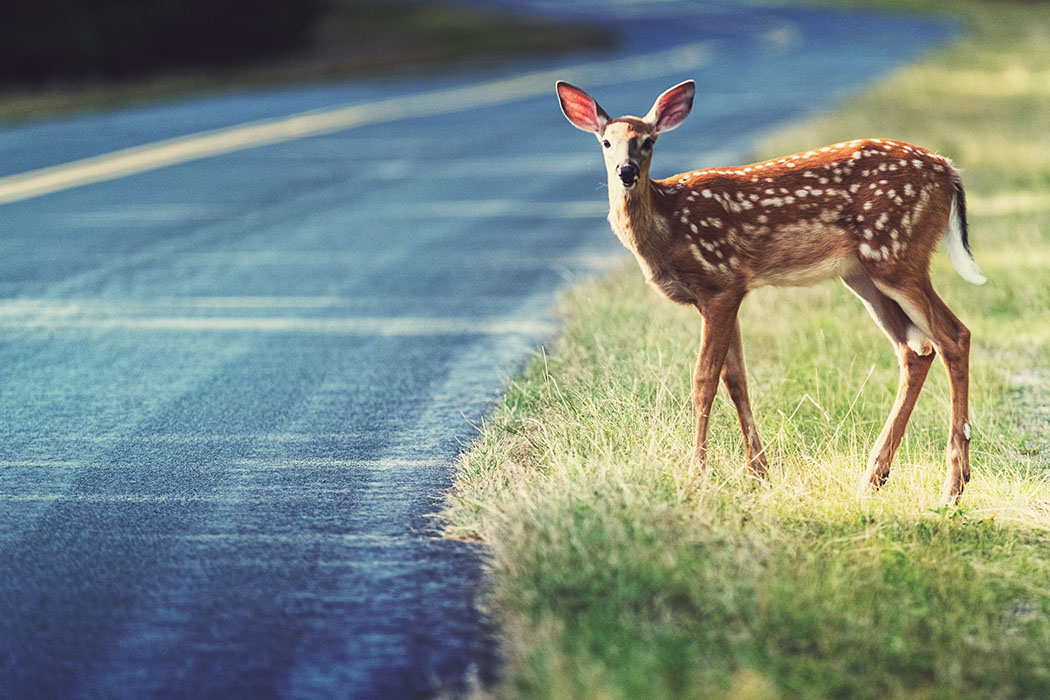 Warning - Deer Ahead